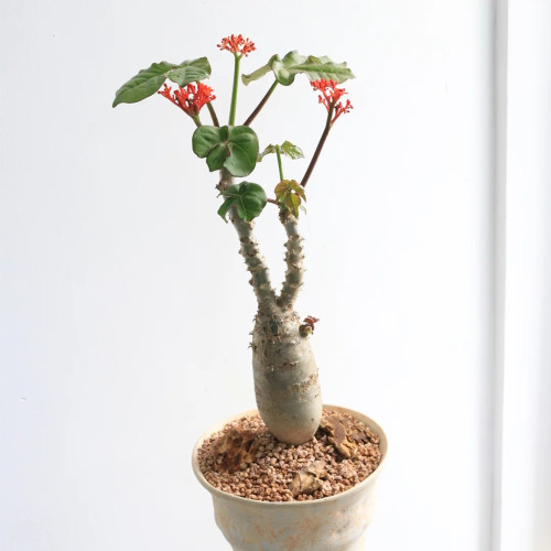 TD001 Buddha Belly Live Plant | Jatropha podagrica | 4-5 in Tall
