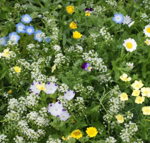 Landscaper's Alternative Lawn Wildflower Mix Seeds | 13‑Species Non‑GMO Ground‑Cover Flower Blend