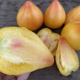 908 Sophia's White Heart F6 Tomato Seeds | Solanum lycopersicum | Mid-Season Pale Lemon White Heart Tomato, 7.1-17.6 oz