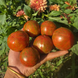 924 Apex Rare Carrot Leaf Tomato Seeds | Solanum lycopersicum | Determinate Striped Cocktail Tomato, 1.4-3.5 oz