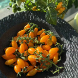 999 Eden Micro 6 Tomato Seeds | Solanum lycopersicum | Dwarf Balcony Sweet Drop Tomato, 0.4-0.7 oz