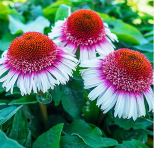 Strawberry & Cream Coneflower Seeds | White‑Pink Bicolor Coneflower