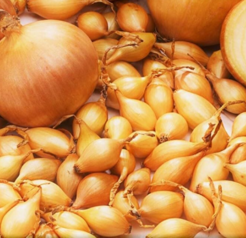 Spanish Globe Yellow Onion Sets | Allium cepa, Long‑Day Sweet Yellow Onion Bulb Sets