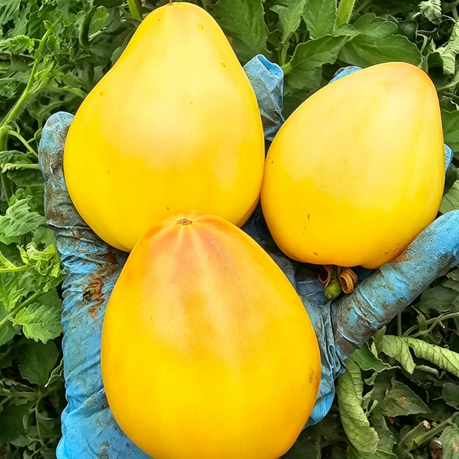 908 Sophia's White Heart F6 Tomato Seeds | Solanum lycopersicum | Mid-Season Pale Lemon White Heart Tomato, 7.1-17.6 oz