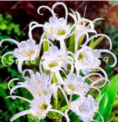 White Spider Lily Seeds | Hymenocallis littoralis, Fragrant White Spider Flower for Indoor & Home Garden