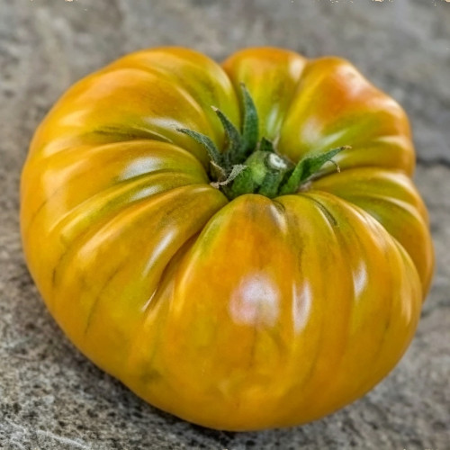 902 Kozula 174 Giant Tomato Seeds | Solanum lycopersicum | Indeterminate Mustard-Rust Beefsteak Tomato, 17.6 oz+