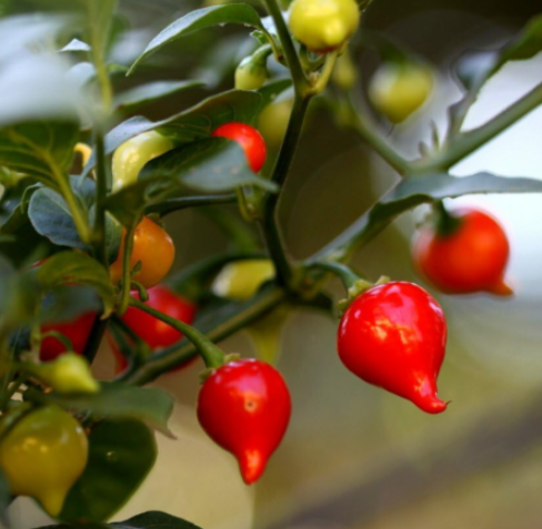 Sweety Drops Biquinho Pepper Seeds | Capsicum chinense | Sweet Mild Brazilian Teardrop Chili Pepper