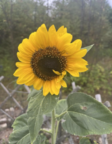 Hopi Black Dye Sunflower Seeds | Helianthus annuus | Heirloom Dye‑Grade Sunflower for Garden Planting