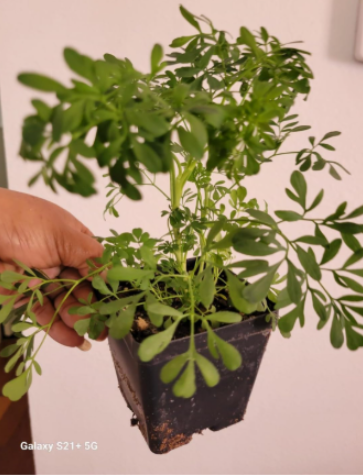 Common Rue Seeds | Ruta graveolens, Medicinal Herb Ruda for Home & Patio Garden Planting