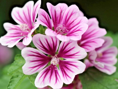 Zebra Mallow Seeds | Malva sylvestris | Hardy Perennial with Zebra‑Striped Pink‑White Blooms for Garden