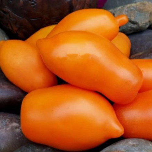 917 Mango Jazz Tomato Seeds | Solanum lycopersicum | Mid-Season Indeterminate Orange Plum Tomato, up to 8.8 oz