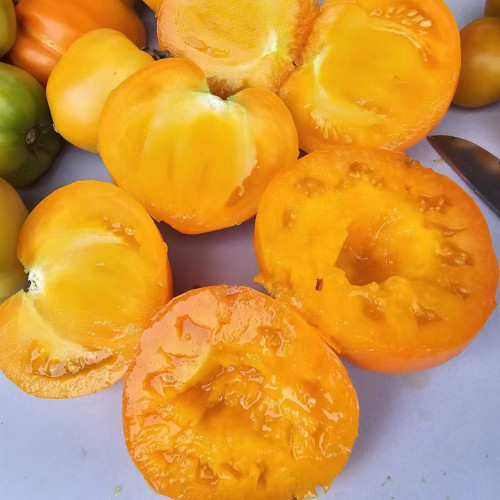 883 Golden Fashionista Tomato Seeds | Solanum lycopersicum | Indeterminate Orange Heart Tomato, 7.1-14.1 oz