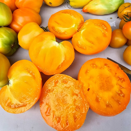 883 Golden Fashionista Tomato Seeds | Solanum lycopersicum | Indeterminate Orange Heart Tomato, 7.1-14.1 oz