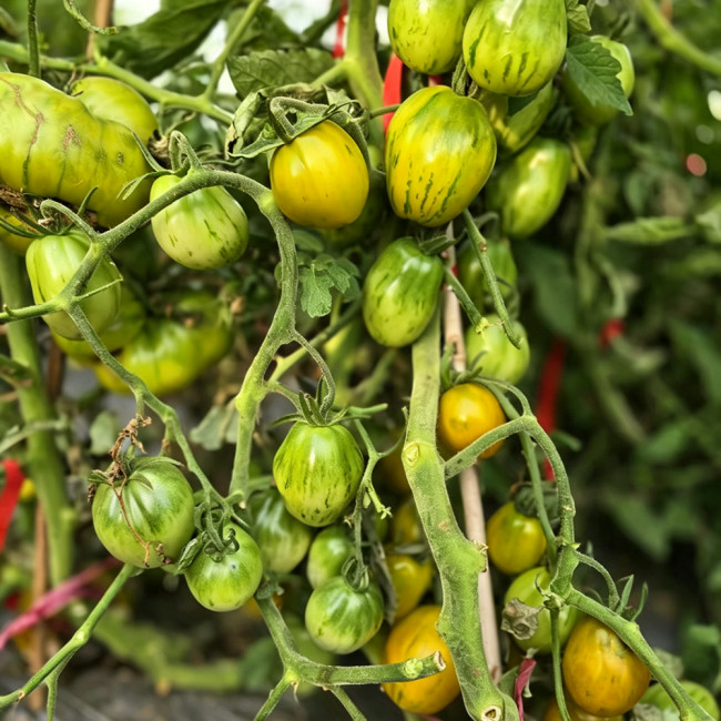 890 Green Zebra Pear Tomato Seeds | Solanum lycopersicum | Green-Yellow Striped Pear Tomato