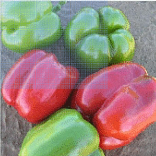 Revolution Sweet Bell Pepper Seeds | Capsicum annuum, Large Thick‑Wall Sweet Pepper