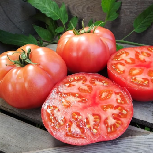 Damsel F1 Hybrid Tomato Seeds | Solanum lycopersicum | High Disease‑Resistant Heirloom‑Style