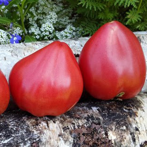 909 Wolford Wonder Tomato Seeds | Solanum lycopersicum | Mid-Season Tall Pink Heart Tomato, up to 10.6 oz