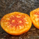 879 Southern Pride Tomato Seeds | Solanum lycopersicum | Large Yellow-Pink Bicolor Beefsteak Tomato