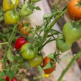 909 Wolford Wonder Tomato Seeds | Solanum lycopersicum | Mid-Season Tall Pink Heart Tomato, up to 10.6 oz