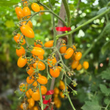 911 Cheesman's Galapagos Wild Tomato Seeds | Solanum lycopersicum | Open-Pollinated Sunset Yellow-Orange Wild Cherry Tomato, 0.5 oz