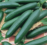 Tendergreen Burpless Cucumber Seeds | Cucumis sativus | Sweet English‑Style Slicing Cucumber