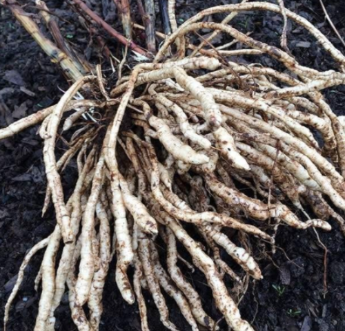 Skirret Seeds | Sium sisarum | Medieval Perennial Root Vegetable, Permaculture Garden Crop