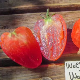909 Wolford Wonder Tomato Seeds | Solanum lycopersicum | Mid-Season Tall Pink Heart Tomato, up to 10.6 oz
