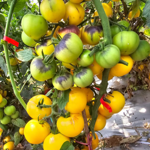 880 Blue Pom Pom Tomato Seeds | Solanum lycopersicum | Yellow Tomato with Blue-Purple Shoulders