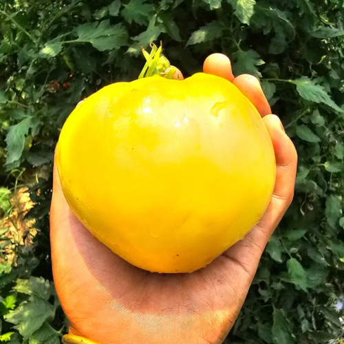 881 White Heart Tomato Seeds | Solanum lycopersicum | Pale White Heart Tomato, 10.6 oz+