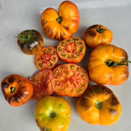 877 Blue Pineapple Blush Tomato Seeds | Solanum lycopersicum | Indeterminate Antho Bicolor Tomato, 3.5-7.1 oz