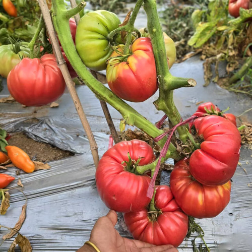 878 Giant Butler Skinner Tomato Seeds | Solanum lycopersicum | Kentucky Heirloom Red Beefsteak, 16 oz