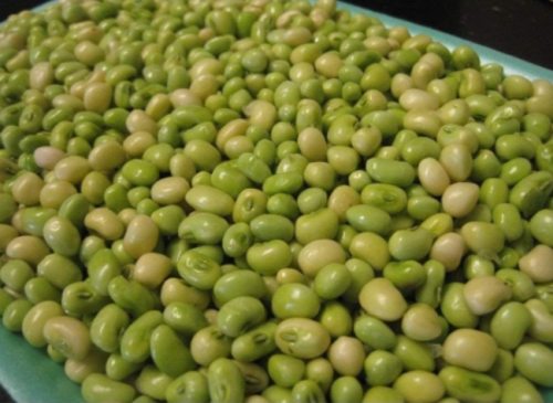 White Acre Pea Seeds | Pisum sativum | Heirloom Southern Field Pea