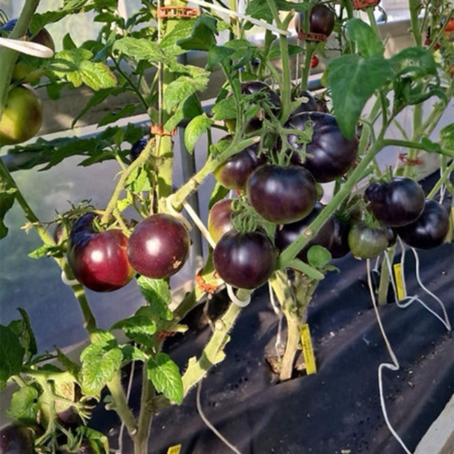 860 Dwarf Gondwana Rose Tomato | Solanum lycopersicum | Brown-Pink Antho Dwarf, 1.4-2.1 oz