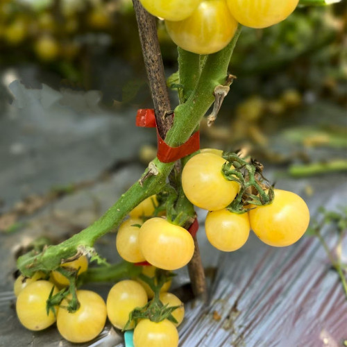 903 Sardinian White Wine Tomato Seeds | Solanum lycopersicum | Silvia Barbero Italian Sweet Pale Yellow Cherry Tomato, 0.4-0.7 oz