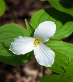 White Trillium Bulbs | Trillium grandiflorum | Wood Lily Native Spring‑Blooming Root for Shade Garden