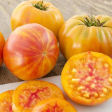 875 Big Rainbow Bicolor Tomato Seeds | Solanum lycopersicum | Indeterminate Minnesota Heirloom Beefsteak, 7.1-14.1 oz