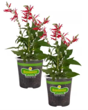 Pineapple Sage Live Plants | Salvia elegans | Fragrant Pineapple‑Scented Herb with Bright Red Hummingbird‑Attracting Flowers