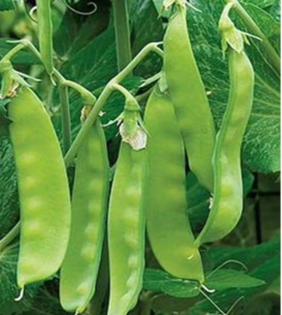 Original Sugar Snap Pea Seeds | Pisum sativum var. saccharatum | Heirloom Non‑GMO Edible Pod Snap Pea