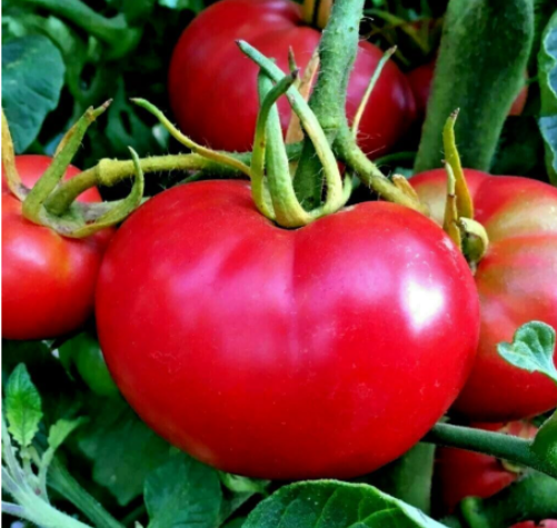 Bradley Bush Tomato Seeds | Solanum lycopersicum | Compact 36‑Inch Organic Bush Tomato