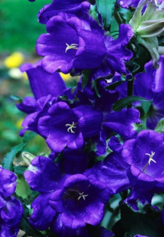 Blue Canterbury Bells Seeds | Campanula medium | Heirloom Blue Bell‑Shaped Biennial Flower