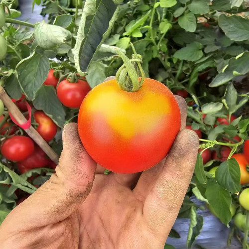 872 Craig Mouse Ear Tomato Seeds | Solanum lycopersicum | Red Salad Tomato with Unique Mouse-Ear Foliage