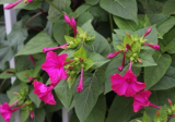 Pink Four O' Clock Seeds | Mirabilis jalapa | Magenta Rose‑Shaded Peruvian Four‑O‑Clock Flower