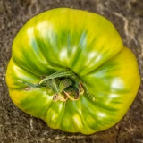 873 Helarios Green Tomato Seeds | Solanum lycopersicum | Cold-Tolerant Green Tomato, 4.2-6.3 oz