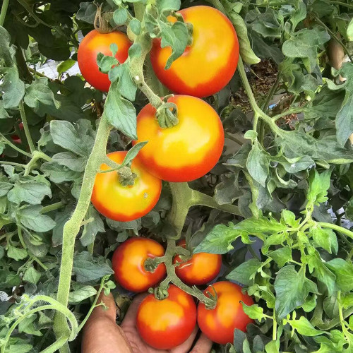 872 Craig Mouse Ear Tomato Seeds | Solanum lycopersicum | Red Salad Tomato with Unique Mouse-Ear Foliage