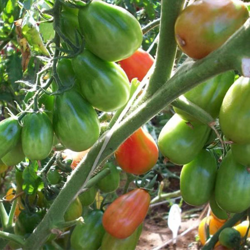 856 Moldovan Garland Tomato Seeds | Solanum lycopersicum | Indeterminate Mid-Season Red Pear Cherry Tomato, 0.7-0.9 oz