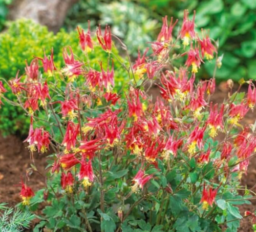 Eastern Red Columbine Seeds | Aquilegia canadensis | Hardy Perennial Part‑Shade Flower