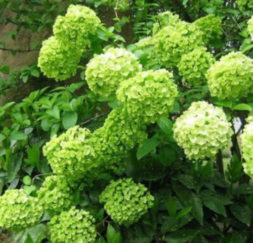 Limelight Hydrangea Seeds | Hydrangea paniculata | Perennial Lime‑Green Panicle Hydrangea