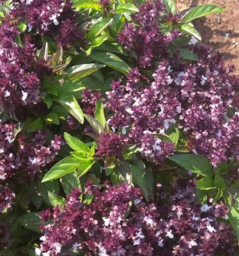 Siam Queen Thai Basil Seeds | Ocimum basilicum var. thyrsiflora | Licorice‑Anise Aroma Culinary Herb