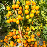 871 Dutch Orange Beer Tomato Seeds | Solanum lycopersicum | Early Indeterminate Orange Cherry, 6-10 g