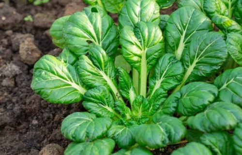 Tatsoi Seeds | Brassica rapa var. narinosa | Asian Chinese Mustard Spinach